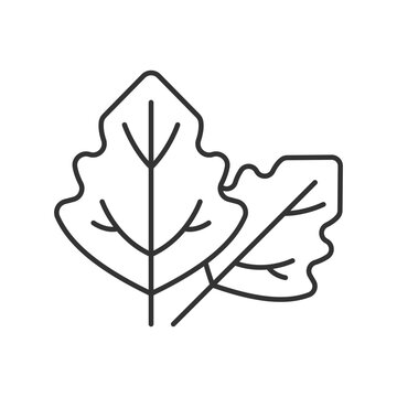 Lambs quarters linear icon. Goosefoot leaves. Wildflower allergen. Allergy for plant. Thin line customizable illustration. Contour symbol. Vector isolated outline drawing. Editable stroke