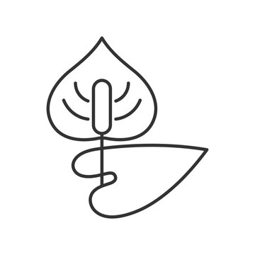 Anthurium linear icon. Flamingo flower. Blooming laceleaf. Dangerous allergen. Allergy for plant. Thin line customizable illustration. Contour symbol. Vector isolated outline drawing. Editable stroke