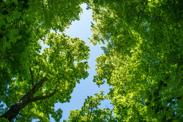 Fototapeta premium Low angle view of lush green tree canopies framing a clear blue sky with bright summer sunlight in a peaceful forest grove
