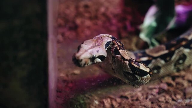 A large spotted snake crawls upward moving its tongue. Cool close-up of a snake