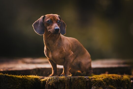 Molly the dwarf dachshund. This time in a portrait pose on a stump.