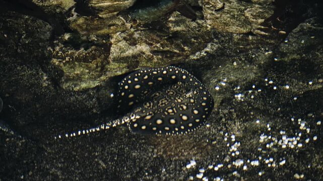 A spotted stingray swims underwater. The pattern on his body shimmers beautifully