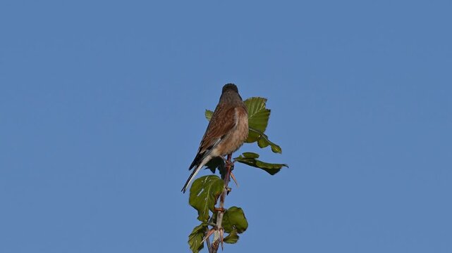 Vogel am fr&uuml;hlings morgen bei Sonnenaufgang