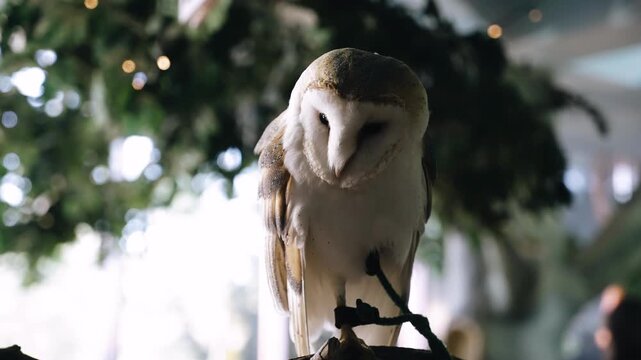 A beautiful white owl sits on a perch and looks at the camera and away