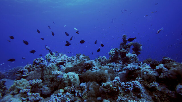 Vibrant underwater coral reef ecosystem, teeming with diverse tropical fish in crystal clear blue ocean water. A beautiful marine life habitat, perfect for nature documentaries and environmental