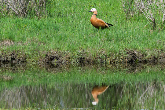 Ruddy Shelduck standing by the water with reflection, Mongolia