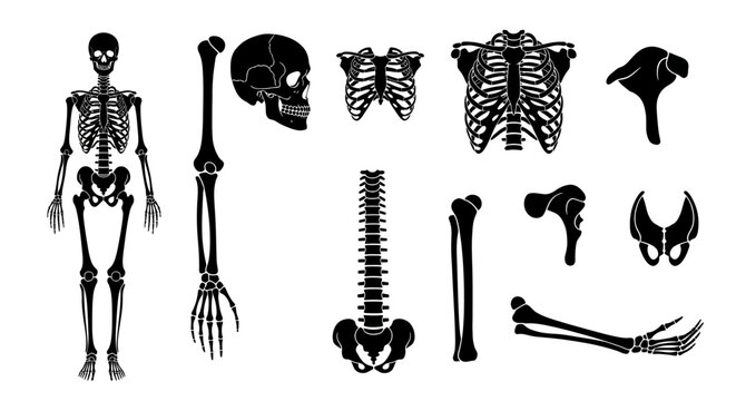 Black human skeleton parts and full body silhouette