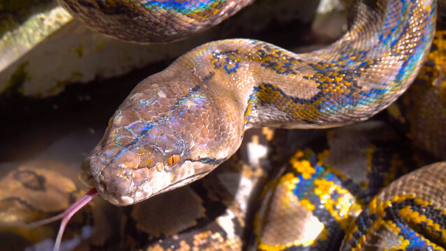 Close-up of a vibrant reticulated python, a beautiful snake with iridescent scales. Exotic reptile portrait, showcasing the intricate patterns and textures of this large serpent
