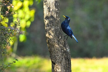 blue tit on a branch © Bai