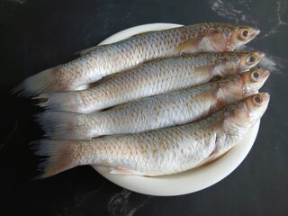 Top view of fresh raw flathead grey mullet fish (Mugil cephalus) neatly arranged on a white plate against a dark background. Natural lighting highlights the texture and freshness, ideal for seafood © ShaLulla