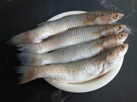 Top view of fresh raw flathead grey mullet fish (Mugil cephalus) neatly arranged on a white plate against a dark background. Natural lighting highlights the texture and freshness, ideal for seafood
