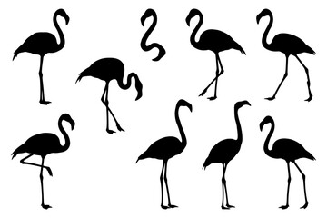 Naklejka premium Silhouette collection of flamingos in various poses on white background.