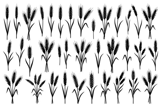Black silhouettes of various wheat sheaves isolated on white background.