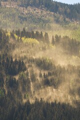 Fototapeta premium pollen from spruce trees in the air at a dry stormy spring day