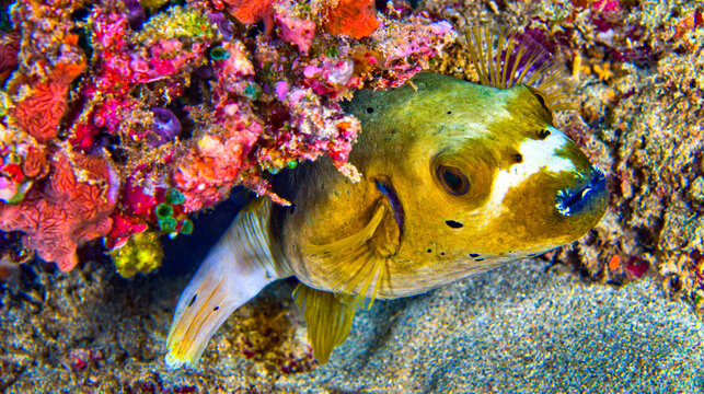 Black-spotted Pufferfish, Arothron nigropunctatus, Reef Building Corals, Coral Reef, Lembeh, North Sulawesi, Indonesia, Asia