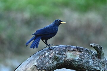Obraz premium blue winged blackbird