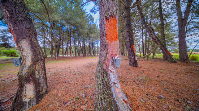 Maritime Pine Resin Industry, Spain, Pinus Pinaster, Lagunas de Cantalejo Special Protection Area, Cantalejo, Segovia, Castilla y Le&oacute;n, Spain, Europe