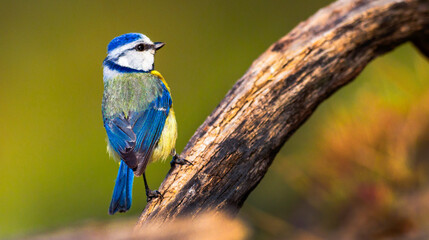 Blue Tit, Parus caeruleus, Mediterranean Forest, Castilla y Leon, Spain, Europe © Al Carrera