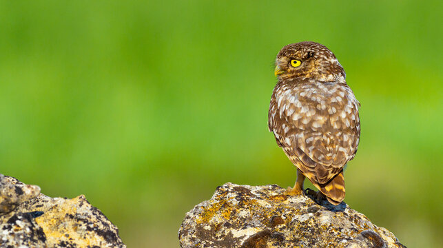 Little Owl, Athene noctua, Mediterranean Forest, Castilla y Leon, Spain, Europe