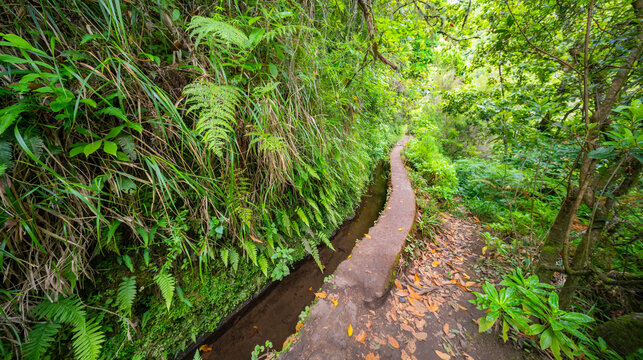 Levada do Caldeirao Verde, Parque Forestal Das Queimadas, Madeira, Portugal, Europe