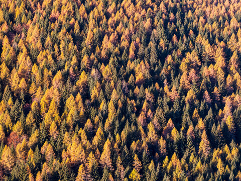 Autumn forest of golden larches and green pine trees covers a mountain slope, creating a vibrant nature background and tourism destination from Paganella plateau, Trentino, Italy.