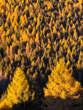 Autumn forest showcasing vibrant golden larches and green pine trees in a dense mountain landscape, ideal for nature tourism  from Paganella plateau, Trentino, Italy.