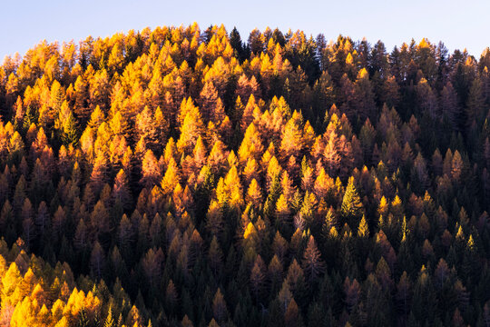Autumn forest of golden larch trees on a mountain slope under a clear sky, a vibrant nature tourism destination, background copy space, Paganella plateau, Trentino, Italy.