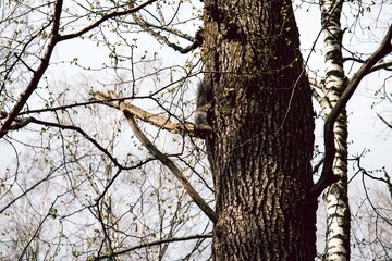 Obraz premium A young squirrel jumps through a spring forest