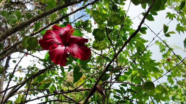 steady shot of beautiful blooming hibiscus or Cayena with deep red petals and yellow stamens, surrounded by green leaves under bright sunlight.