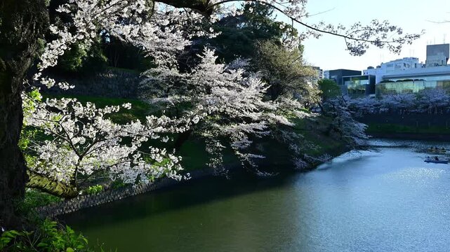 逆光のお掘りに咲く桜と花びらが舞う　手漕ぎのボートが進む　東京　千鳥ヶ淵　皇居　ニコンZ6IIIで撮影