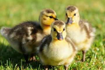 Obraz premium Three fluffy canada goslings stand close together on green grass. Baby geese have yellow and brown downy feathers. Cute young birds look curious at camera on a sunny day.