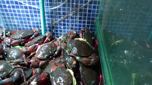Live Mud Crabs with Tied Claws in a Seafood Market Tank