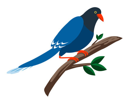 Taiwan blue magpie stand on branches