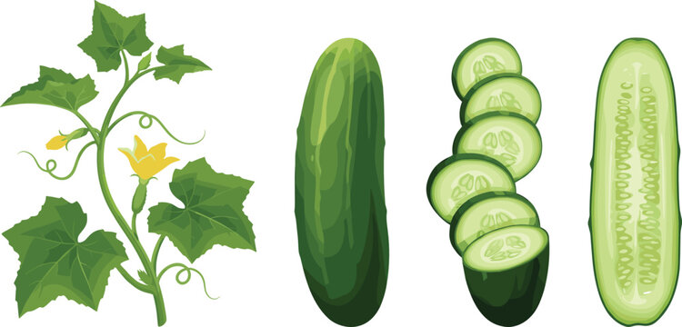 Botanical Cucumber Vector Set Featuring Fresh Whole Fruit Slices Half Section and Flowering Vine for Healthy Skin Care Organic Food Branding and Garden Agriculture Designs
