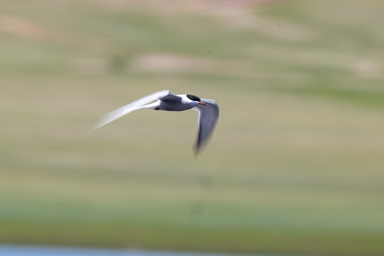 Panning shot of Common Tern flying with motion blur
