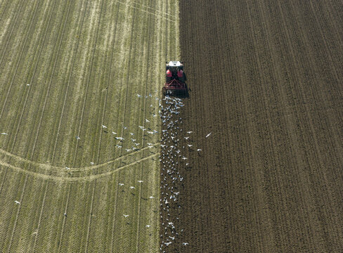 Aerial view of a red tractor plowing a field followed by a large flock of white birds over dark soil.
