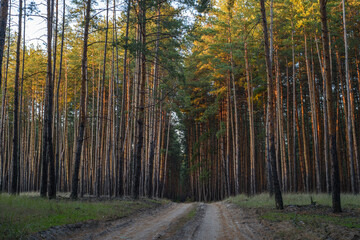 Fototapeta premium Pine forest in eastern Ukraine before the war