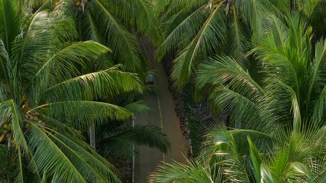 Aerial view of a traveler riding a scooter on a scenic road through a lush tropical coconut palm plantation.