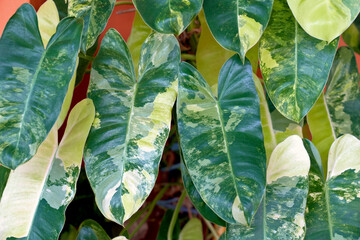 The patterns and textures of the variegated Philodendron Burle marx leaves, with their diverse varieties, are popular for interior home decoration. © Pond Thananat