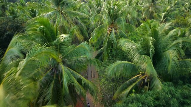 Aerial landscape view of a vast agricultural coconut plantation with a narrow road crossing the green canopy.