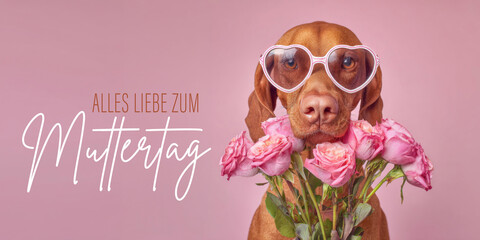 Naklejka premium Alles Liebe zum Muttertag, Banner Grußkarte mit deutschem Text - Lustiger Hund mit Sonnenbrille und Rosen Blumenstrauß, isoliert auf pinkem Hintergrund