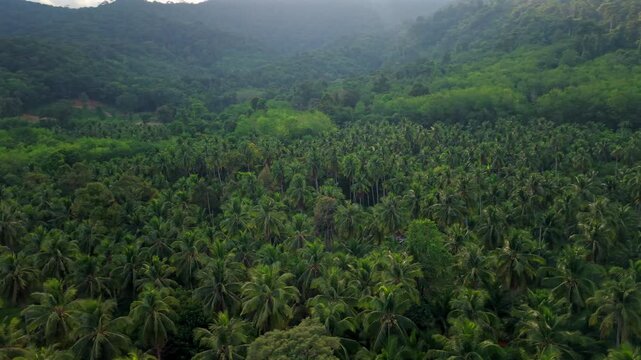 Aerial landscape view of a vast agricultural coconut plantation with a narrow road crossing the green canopy.
