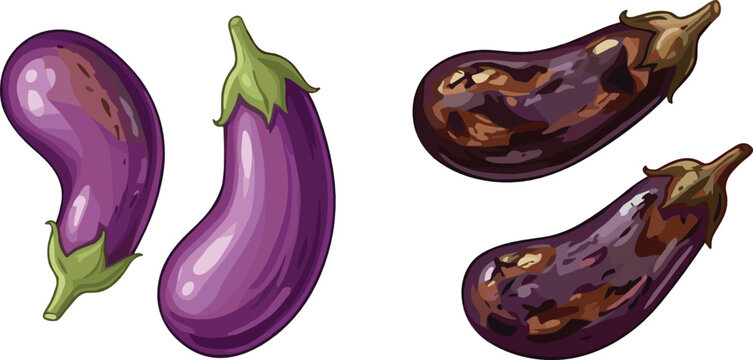 Fresh Raw and Roasted Purple Eggplant Aubergine Vector Set Featuring Glossy Vegetables and Charred Grilled Textures for Culinary Recipes Healthy Cooking and Restaurant Menu Graphic Designs