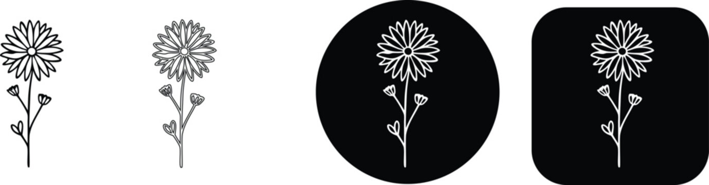 Hand-drawn outline daisy with buds variations on white and black backgrounds, circular and square formats