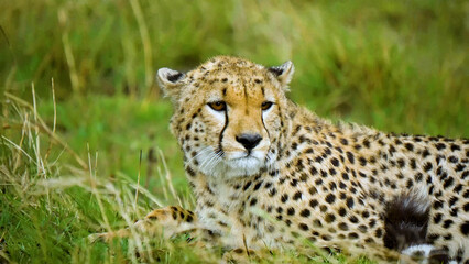 Majestic cheetah resting in tall green grass, a powerful African big cat in its natural habitat, wildlife photography for conservation and nature themes © Kuch_Bhi
