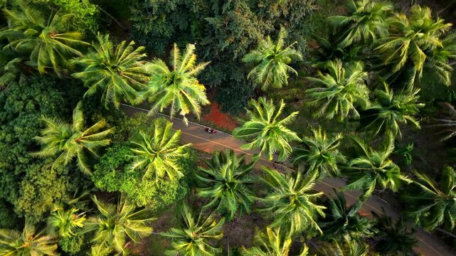 Aerial top-down view of a lush green coconut palm tree plantation.