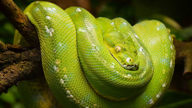 Vibrant green tree python, coiled and resting on a dark branch, showcasing its striking emerald scales and white markings. A captivating close-up of a beautiful reptile in its natural habitat