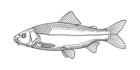 Fototapeta premium Hand-rendered sketch of a carp fish with realistic anatomy.