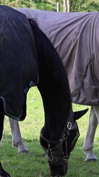 Black horse with grazing muzzle eating grass