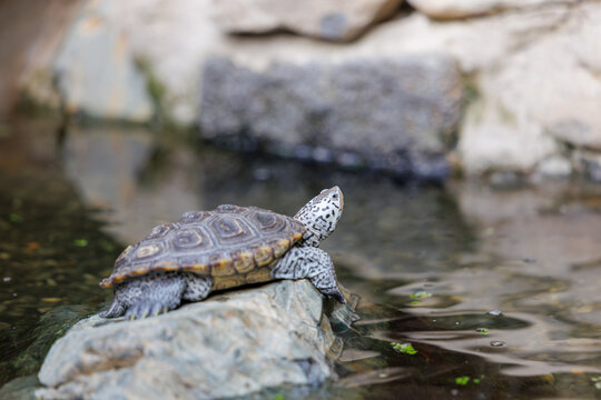Diamondback terrapin turtle basking on a rock by the water